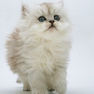 Meet your Posher, Karina